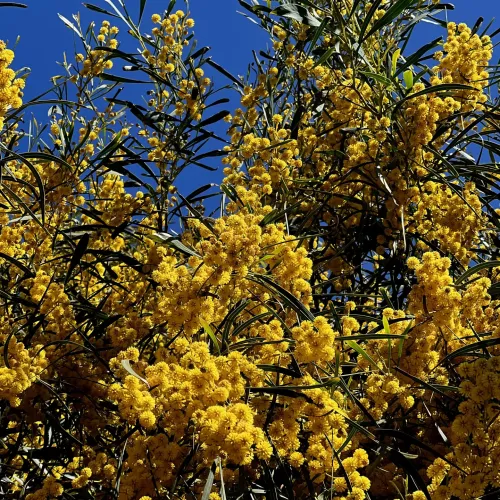 Mimosa_13